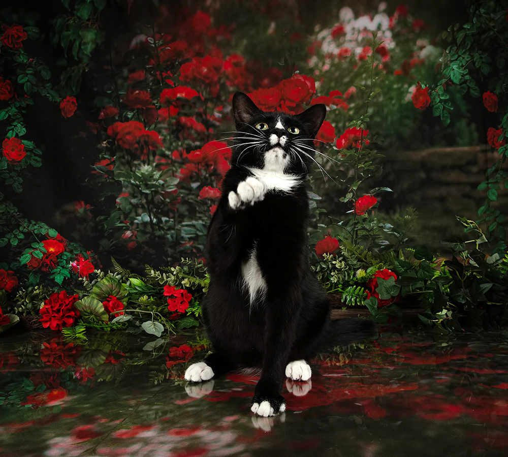 Black Kitten, Timka - Чёрный кот в Красоте