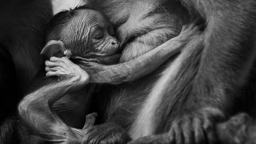 Photo 29972214