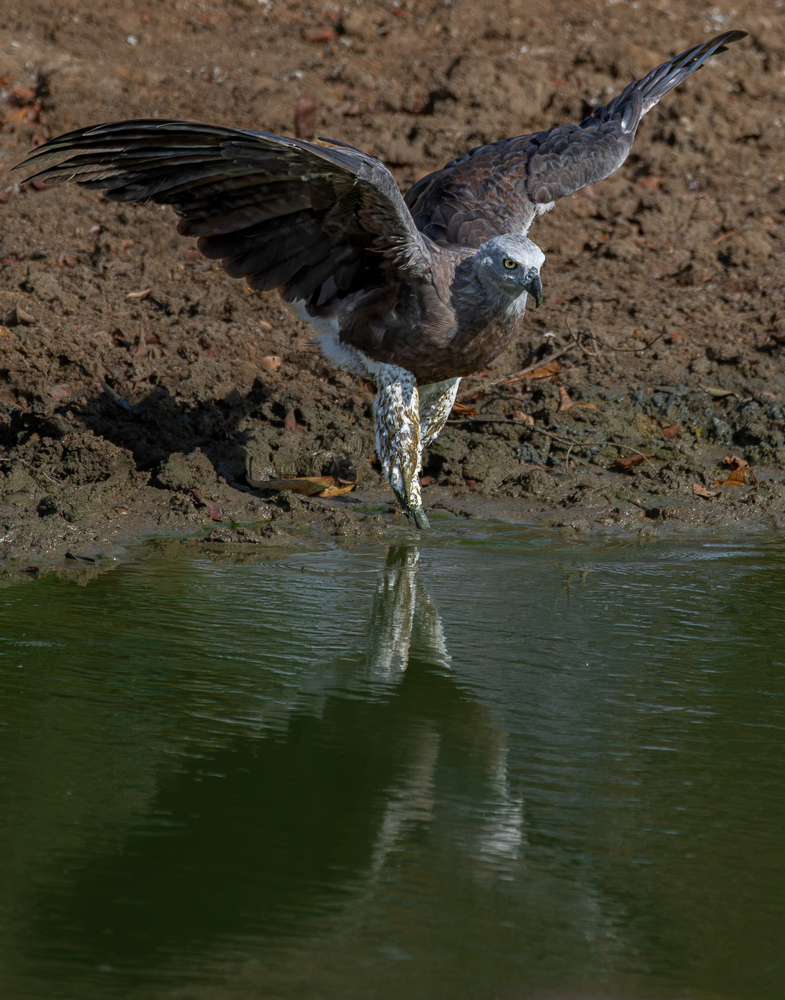 Photo 29972218