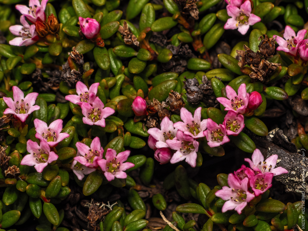 Кальмия лежачая (Kalmia procumbens)