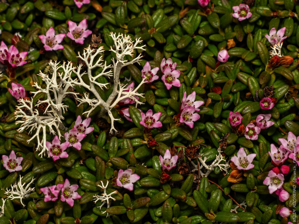 Кальмия лежачая (Kalmia procumbens)
