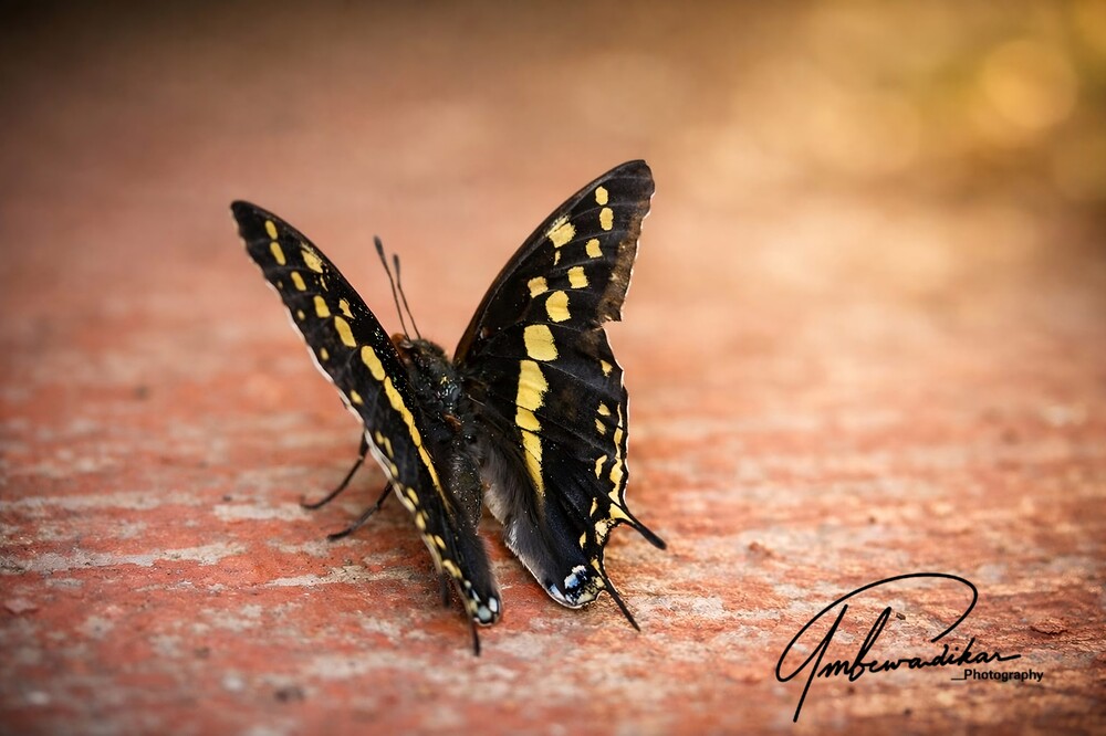 Portfolio ambewadikar 2026-08-28
