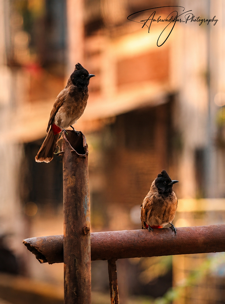 Portfolio ambewadikar 2026-08-28