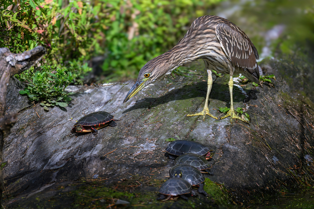 Black-crowned Night Heron juvy (& Painting turtle)