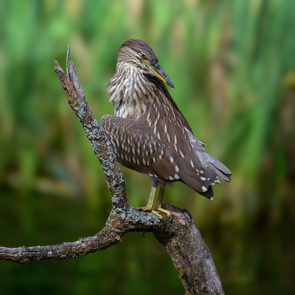 Black-crowned Night Heron juvy (& Painting turtle)
