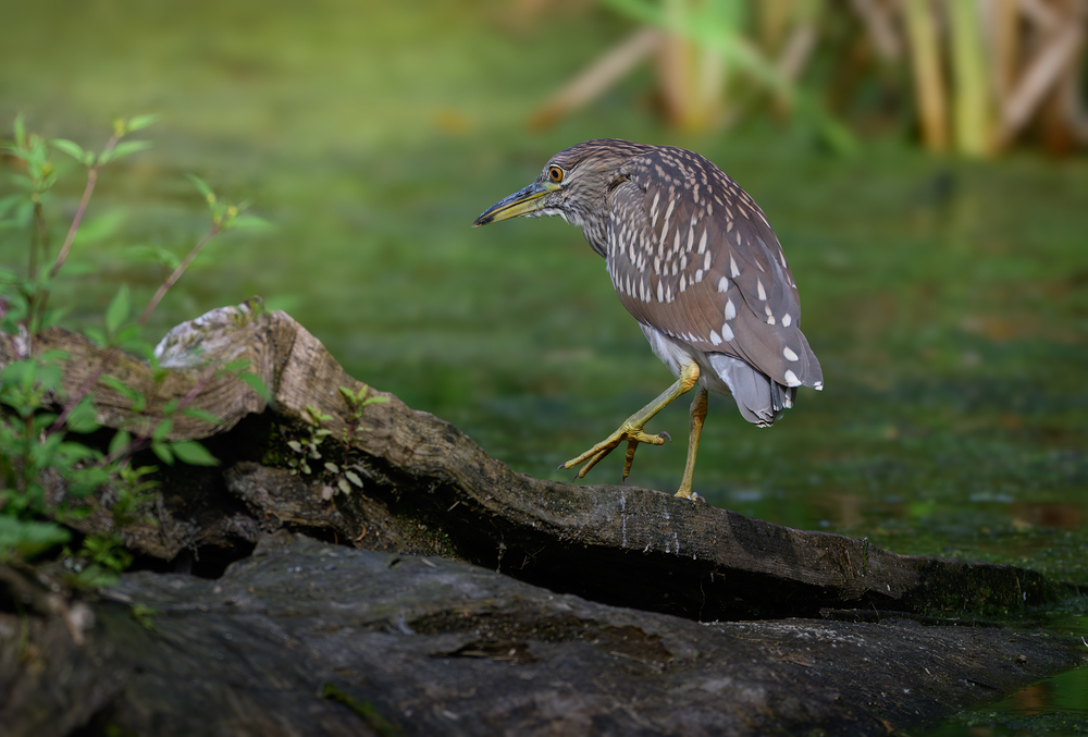 Black-crowned Night Heron juvy (& Painting turtle)