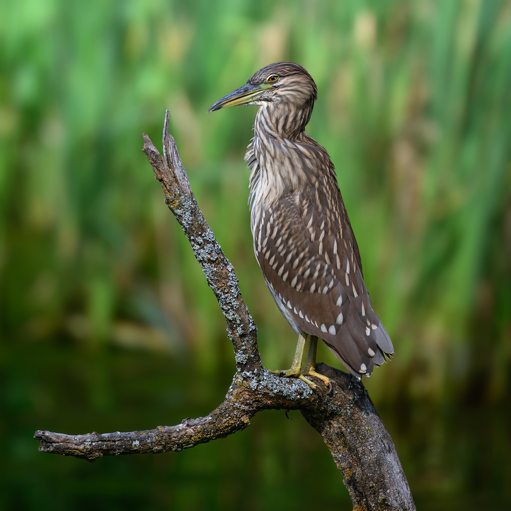 Black-crowned Night Heron juvy (& Painting turtle)