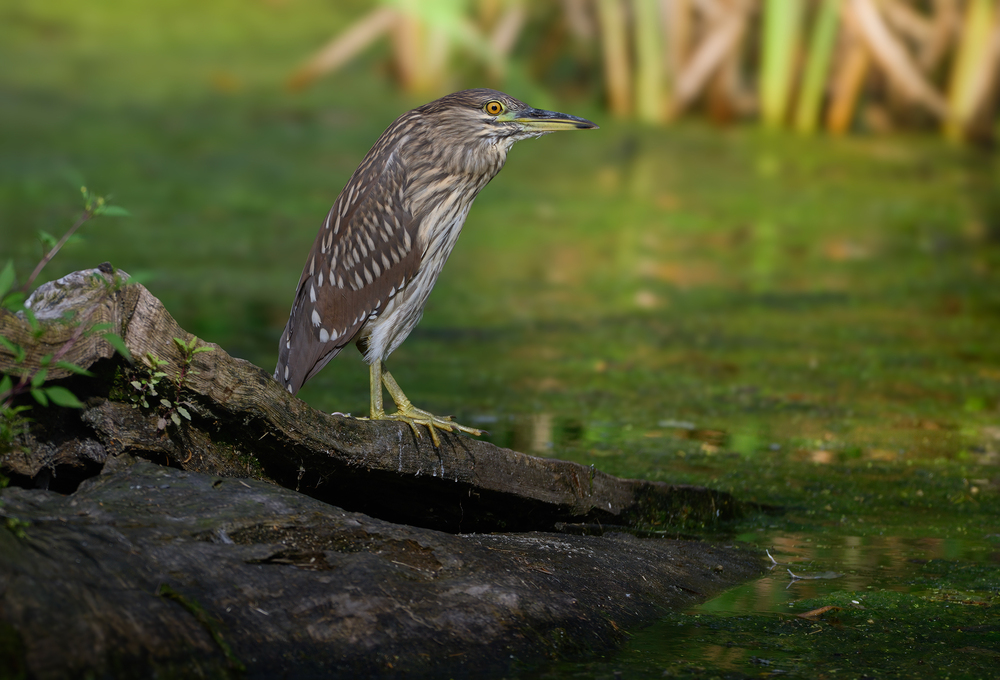 Black-crowned Night Heron juvy (& Painting turtle)