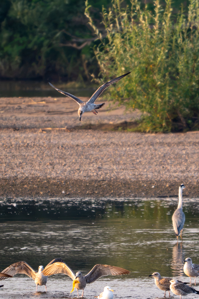 Photo 29975985