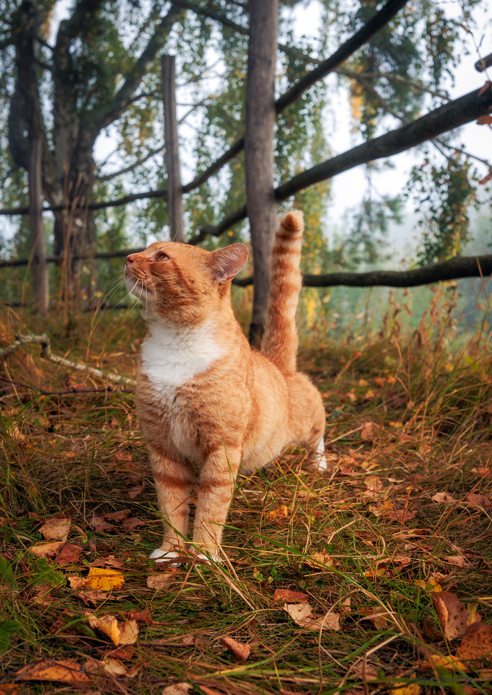 Кот в Бехово.