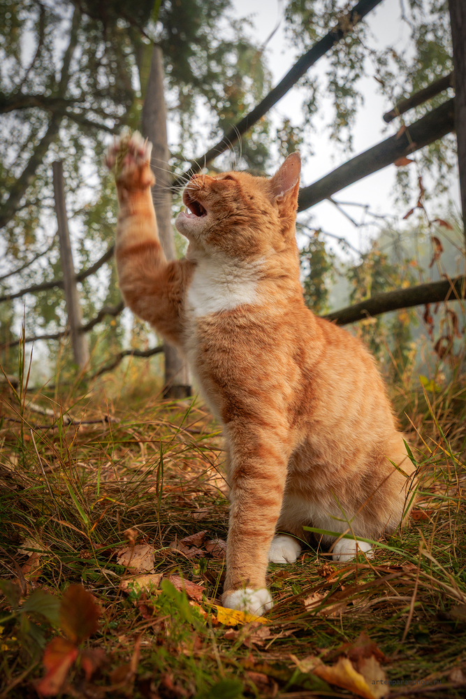 Кот в Бехово.