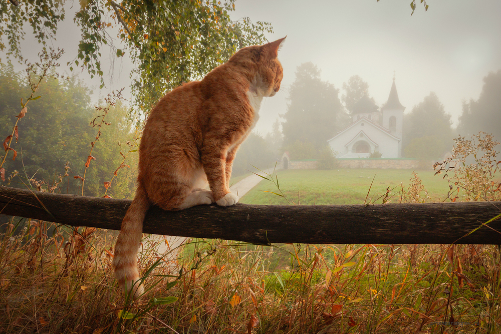 Кот в Бехово.