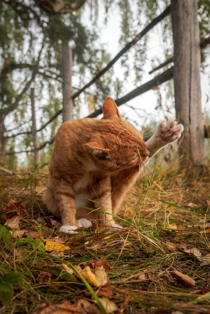 Кот в Бехово.
