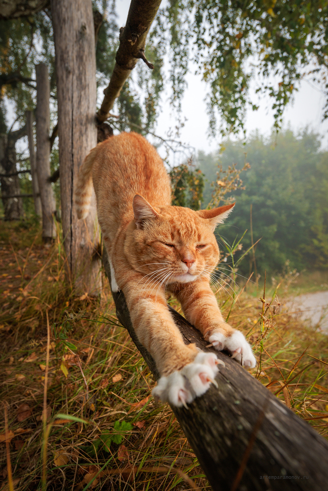 Кот в Бехово.