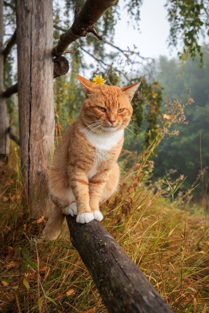 Кот в Бехово.