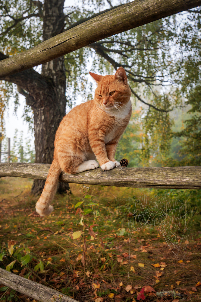 Кот в Бехово.