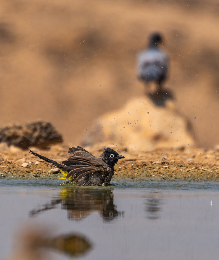Photo 29978521