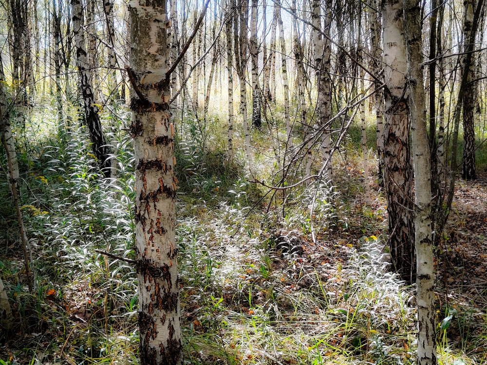Photo 29978994