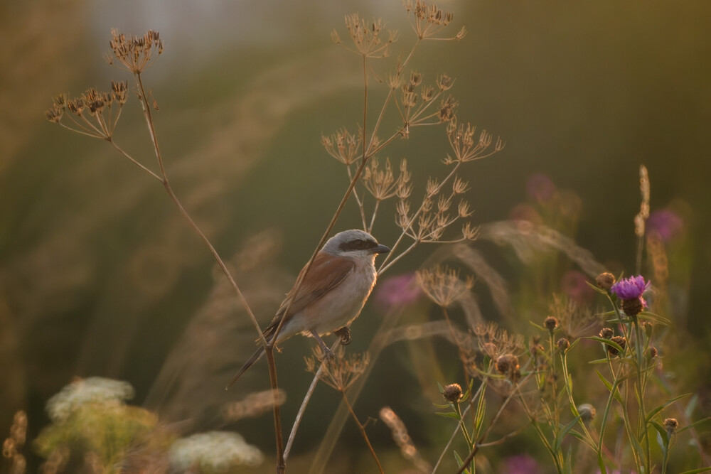 Portfolio kingfisher83 2026-09-14