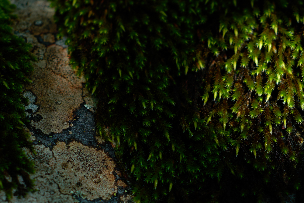 Portfolio fotobarinov 2026-09-14