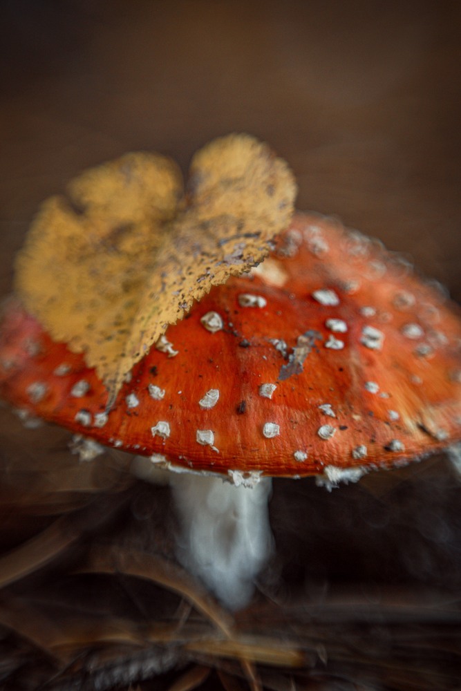 Photo 29980872
