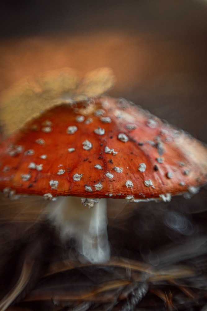 Photo 29980873
