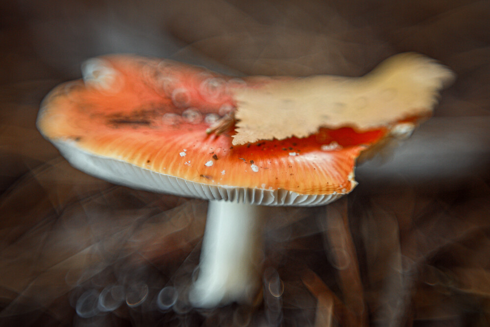 Photo 29980877