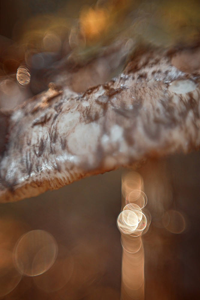 Photo 29980879
