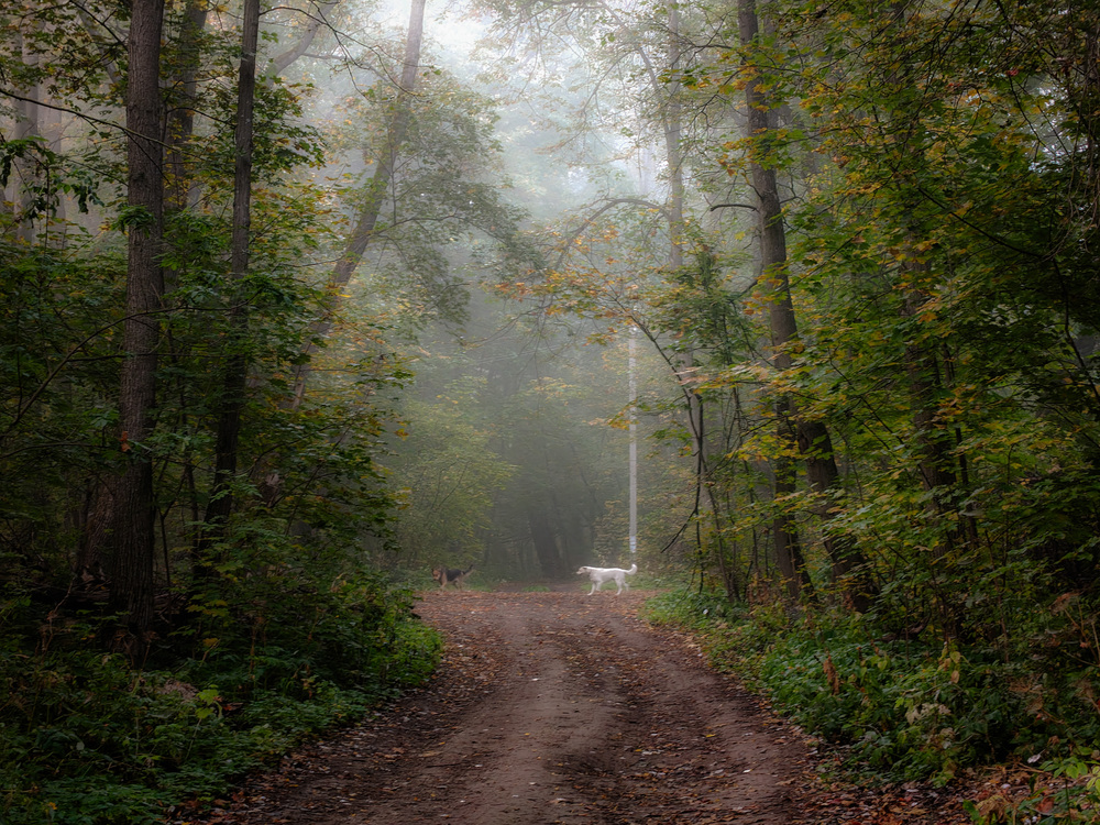 Photo 29982015
