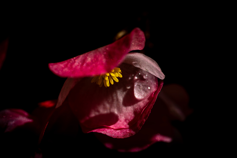 Дыхание флоры: Грани микрокосмоса / Breath of Flora: Facets of the Microcosm