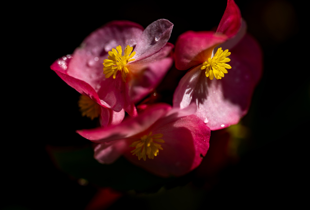 Дыхание флоры: Грани микрокосмоса / Breath of Flora: Facets of the Microcosm