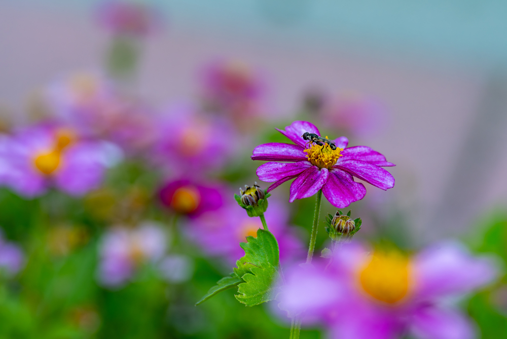 Дыхание флоры: Грани микрокосмоса / Breath of Flora: Facets of the Microcosm