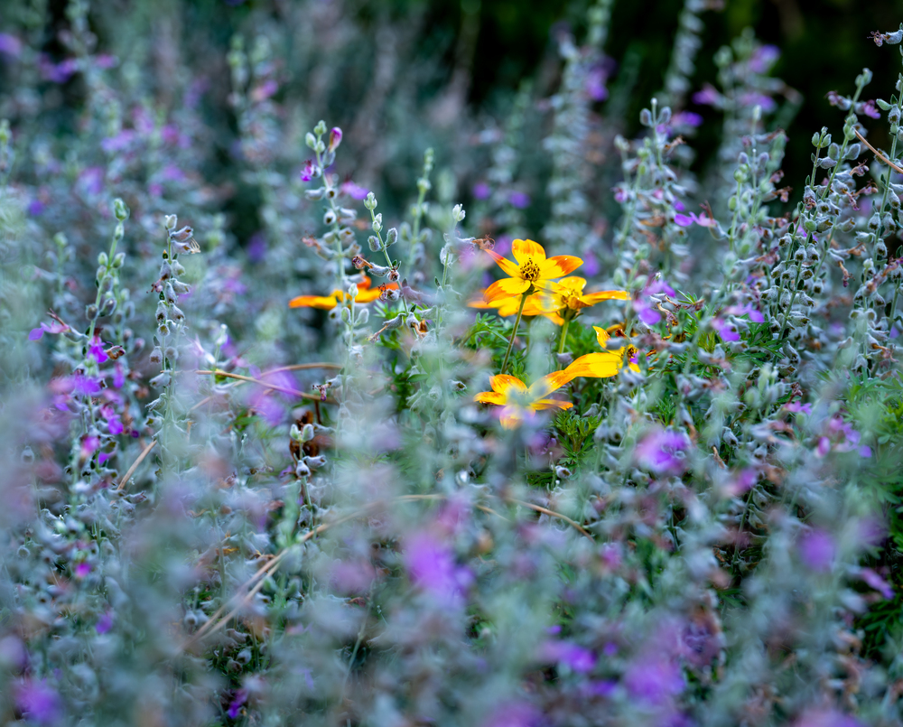 Дыхание флоры: Грани микрокосмоса / Breath of Flora: Facets of the Microcosm