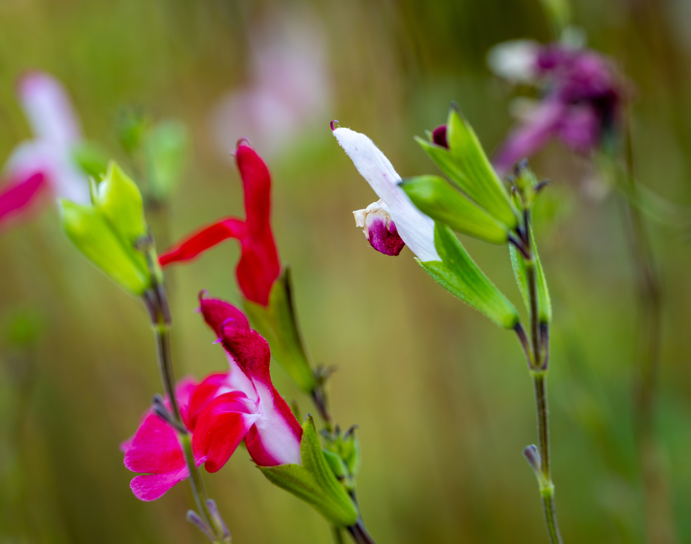 Дыхание флоры: Грани микрокосмоса / Breath of Flora: Facets of the Microcosm