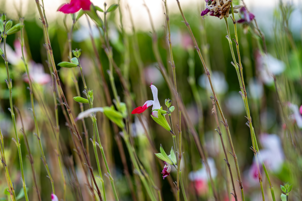 Дыхание флоры: Грани микрокосмоса / Breath of Flora: Facets of the Microcosm