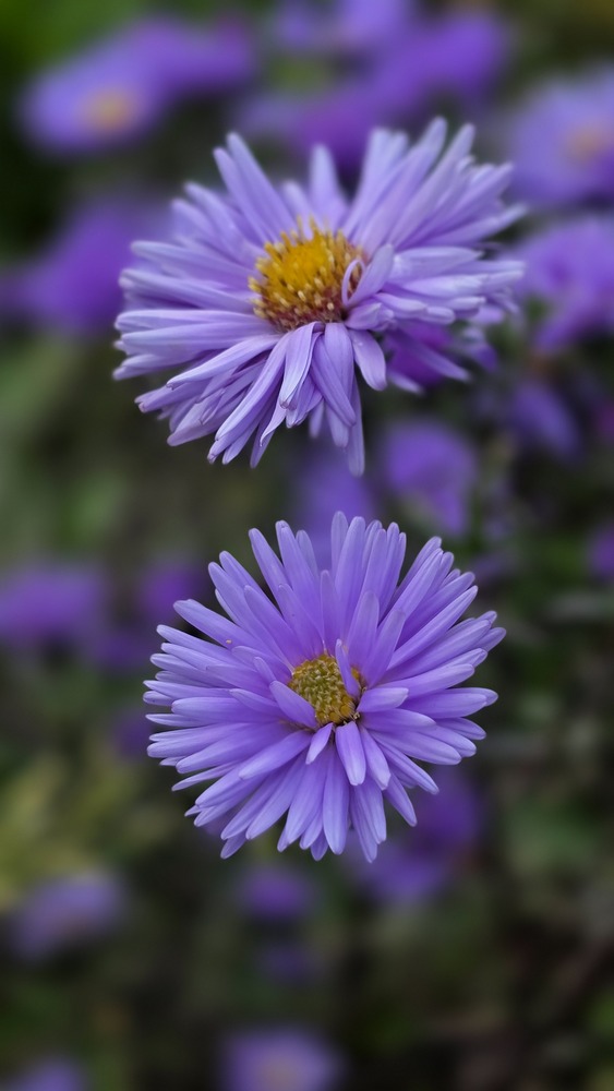 Photo 29983701
