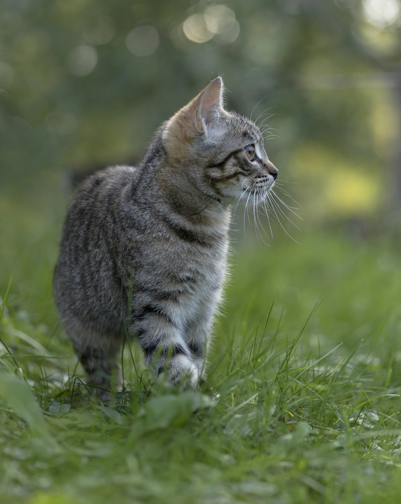 Из жизни одного котенка...