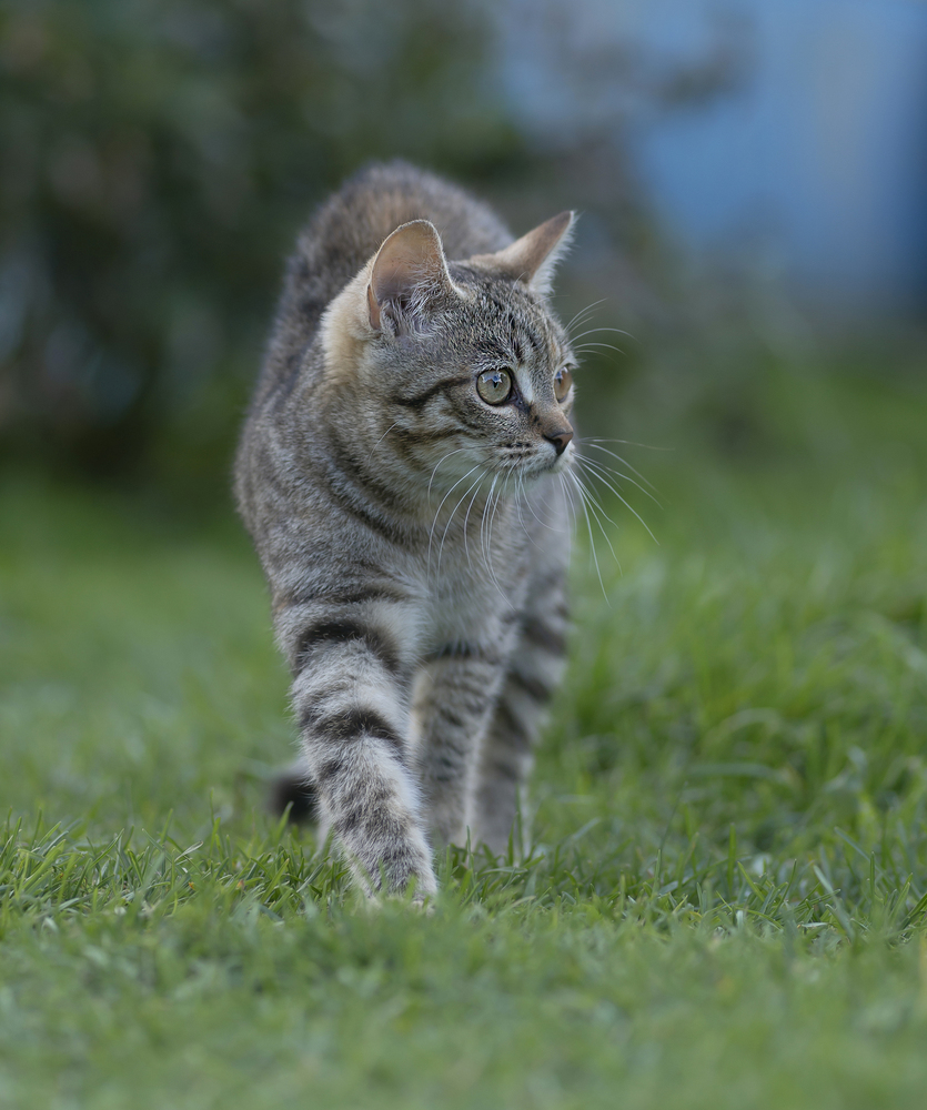 Из жизни одного котенка...