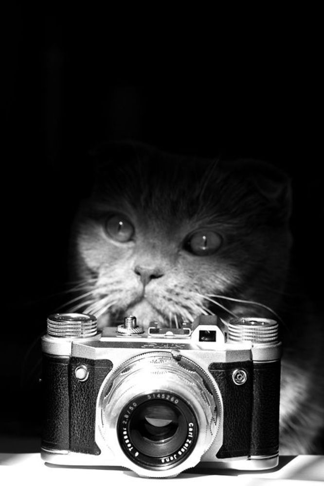 Фотокот
