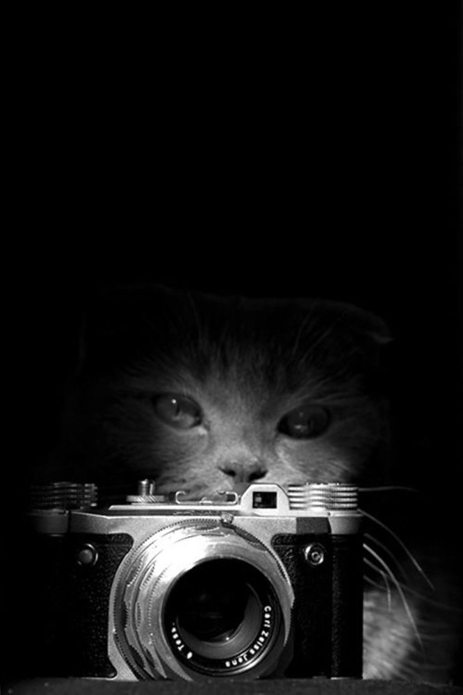 Фотокот