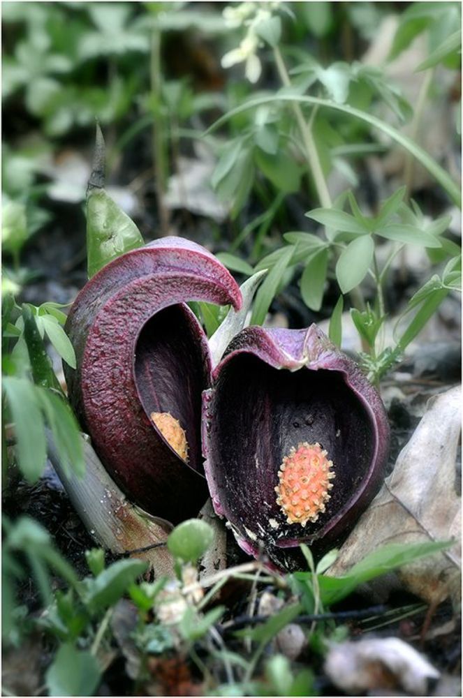http://flower.onego.ru/lukov/symploca.html