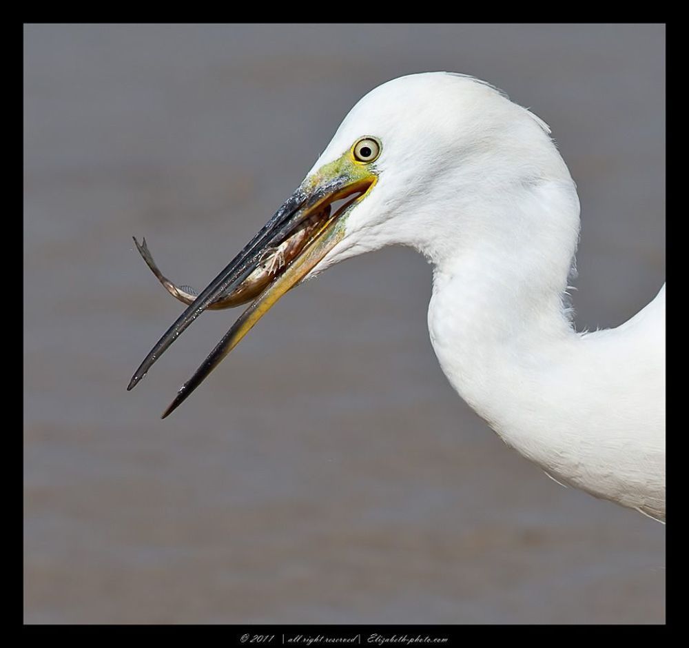 Малая белая цапля - Little Egret