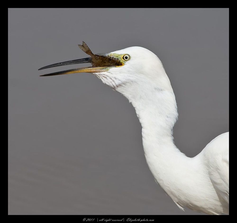 Малая белая цапля - Little Egret
