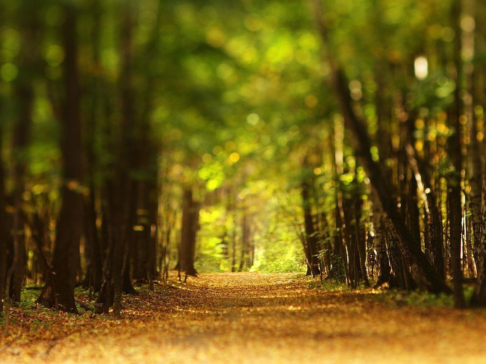 Tilted autumn.