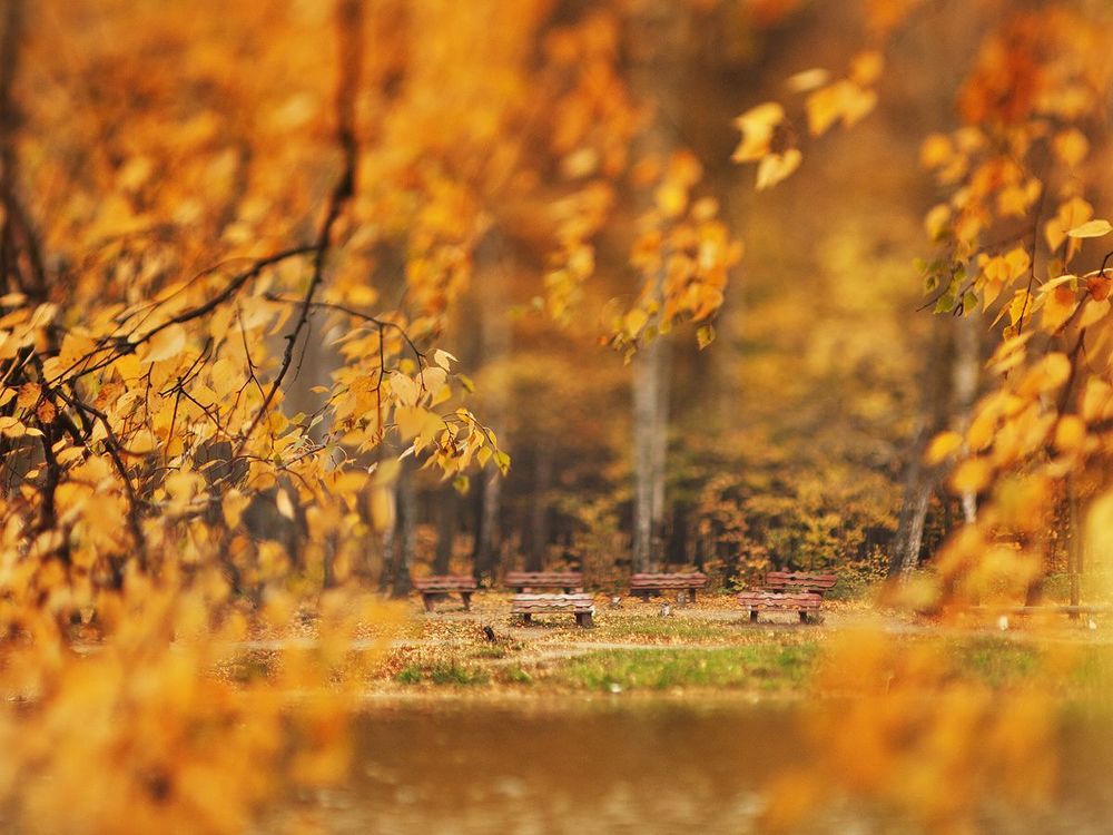 Tilted autumn.