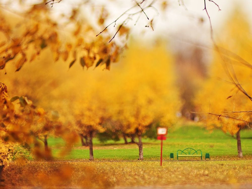 Tilted autumn.