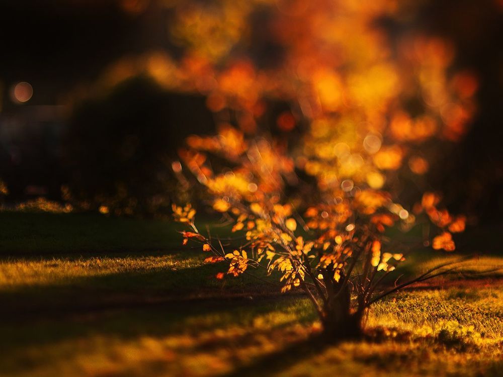 Tilted autumn.
