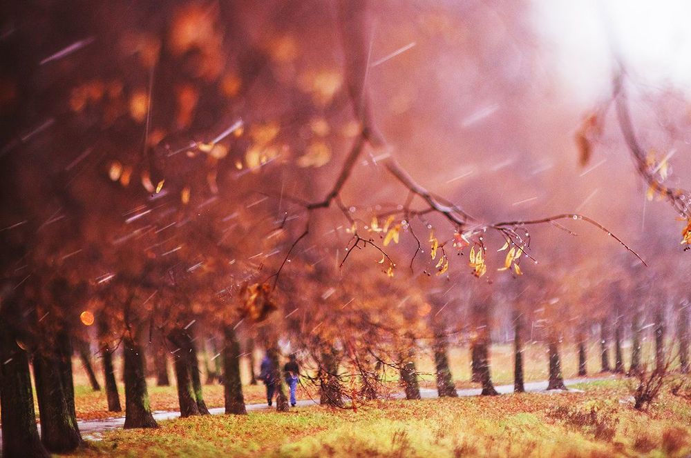 Tilted autumn.