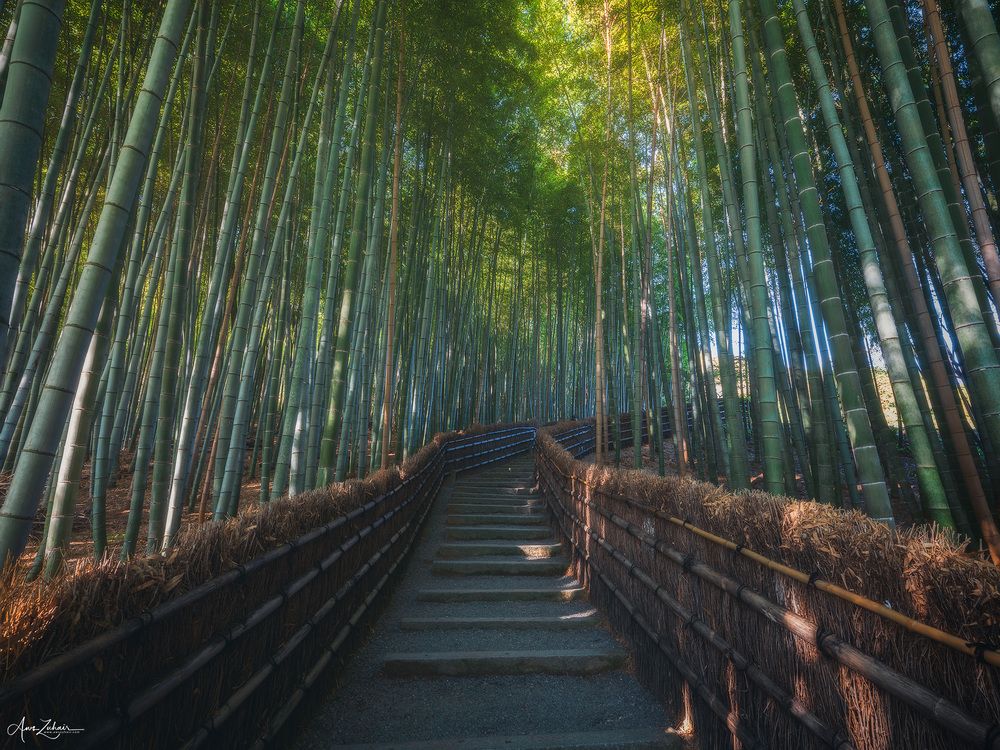 Arashiyama Bamboo Forest