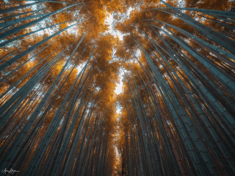 Arashiyama Bamboo Forest